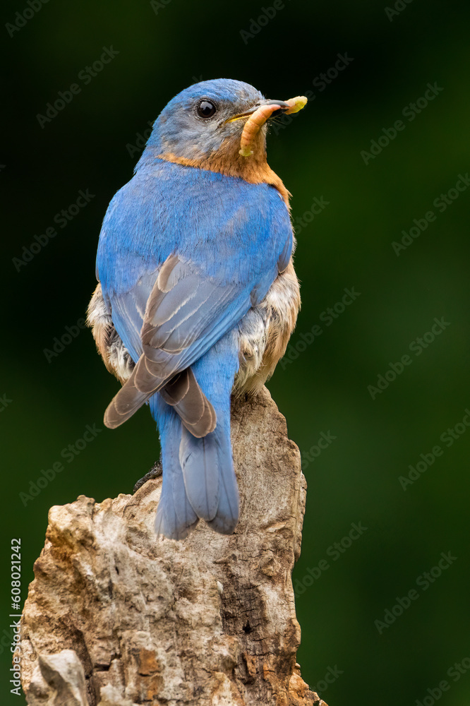 Wall mural Eastern Bluebird with Insect