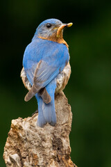 Eastern Bluebird with Insect
