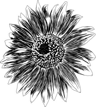 Outline Sunflower Flower with Leaves. Black and White artistic Hand Drawing Floral Illustration. Sketch Drawn Element. Vector Illustration Isolated on White.