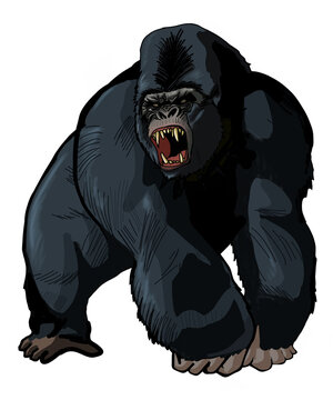 Huge Angry Male Gorilla, Isolated Vector No Background