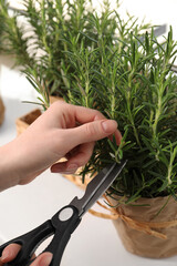 Woman cutting aromatic green rosemary sprig at white table, closeup