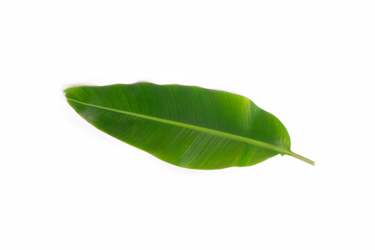banana leaf isolated on white background, sleeping position