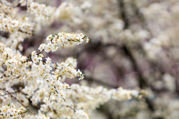 Backdrop of flowering trees in early spring. Spring background with copy space