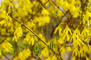 Forsythia flowers. Greening the urban environment. Background with selective focus and copy space