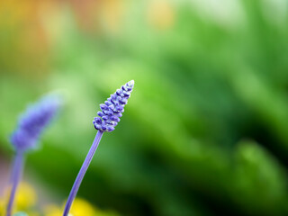 blue flower