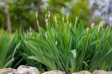 Stems in a flower bed Iris. Greening the urban environment. Background with selective focus and...