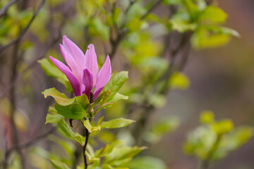 Blooming magnolia. Flower close-up. Greening the urban environment. Background with selective focus