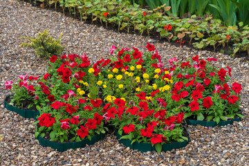 Flower bed or flowerbed in an urban environment. Greening the city. Background with selective focus