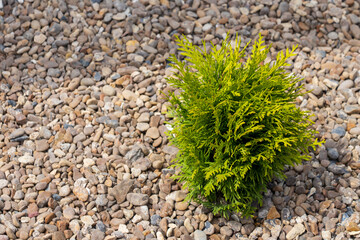 Thuja in the flowerbed. Decorative needles. Greening the urban environment. Background with selective focus