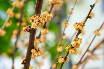 Flowers on a tree frozen from frost sakura. Greening the urban environment. Background with selective focus