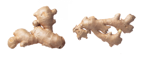 Ginger fall fly in mid air, fresh vegetable spice ginger falling. Organic fresh herbal ginger root head full length, close up texture. White background isolated freeze motion high speed shutter