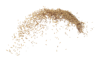 Paddy Rice grain fly in mid air. Yellow Golden Paddy Rice falling scatter, explosion float in shape form line group. White background isolated freeze motion high speed shutter