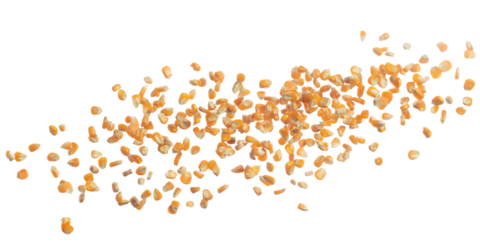 Corn dried seed grain fly in mid air. Yellow Golden corn seed falling scatter, explosion float in shape form line group. White background isolated freeze motion high speed shutter