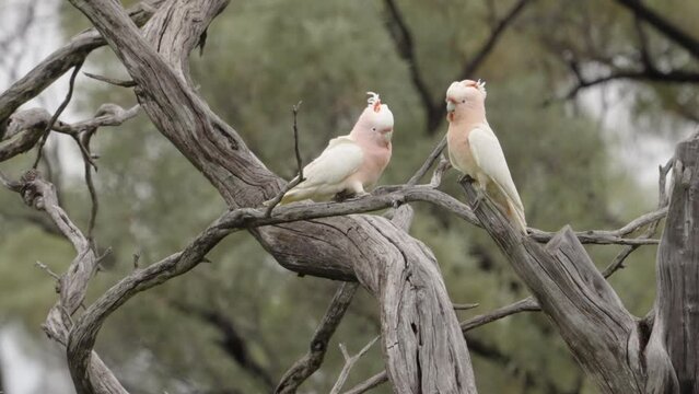a slow motion shot of a flock of major mitchell's cockatoo in a dead gidgee tree at western queensland, australia