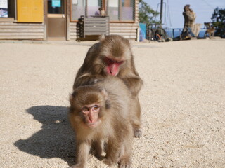 ニホンザルの毛繕い