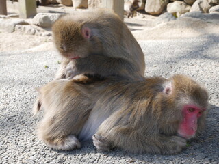 ニホンザルの毛繕い
