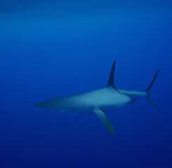 Naklejka premium Thresher Shark swimming in the Sea of the Philippines AI