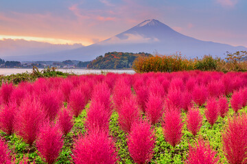 Fuji Mountain, Japan with Kokia Bushes at Oishi Park