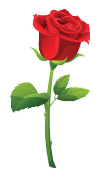 Single red rose vector illustration isolated on white background