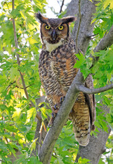 Great-horned Owl perched on a tree branch in the forest, Quebec, Canada