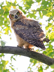 Great-horned Owl baby perched on a tree branch in the forest, Quebec, Canada