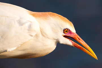 Garza mirando fijamente