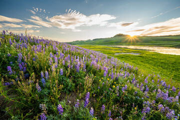 Sunburst Over Lupin Blooms Along Yellowstone River