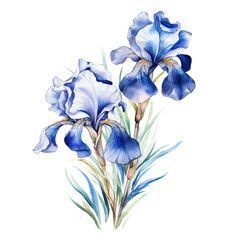 Watercolor Illustration Vibrant Irises on White Background, Delicate Botanical Beauty