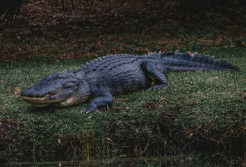 Hilton Head Island alligator 