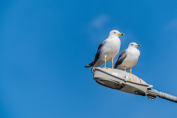 Two seagulls resting on a street lamp