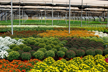 colorful greenhouse full of chrysanthemum flowers. protected cultivation of plants and flowers. Technology inside the greenhouse for the production of chrysanthemum - obrazy, fototapety, plakaty