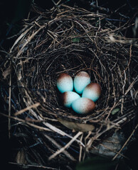 blue bird eggs in nest of brown twigs