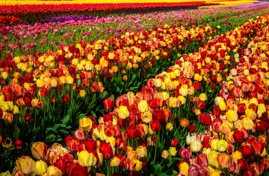 Tulips Glorious Tulips