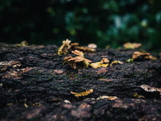 mushroom on the tree