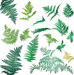 Fototapeta na wymiar Fern leaves illustrated in a set of design elements.