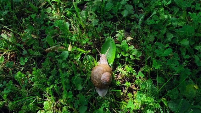 A big snail crawls in the garden, close-up. Macro video Helix Aspersa snail crawling in the green grass. Wildlife in human habitat.