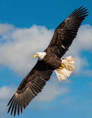 Majestic Bald Eagle Soaring high in the sky