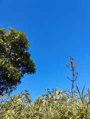 blue sky and tree