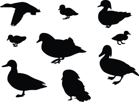 ducks silhouette collection vector