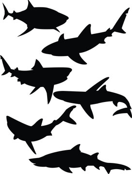 sharks silhouette collection vector