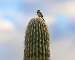 Photograph of a Cactus Wren on a saguaro cactus