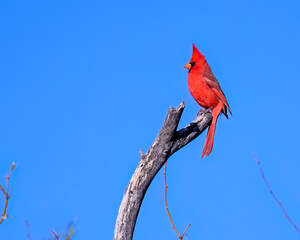Photograph of a Cardinal bird