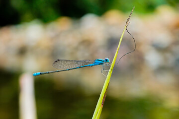 blue dragonfly on a branch