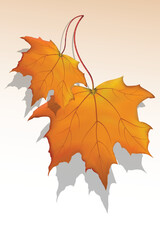 illustration of vector maple leaf