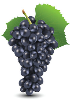 illustration of bunch of black grapes on isolated background
