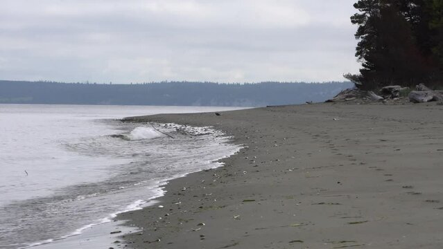 Peaceful waves roll in on a shell covered beach in the Pacific Northwest on a couldy day