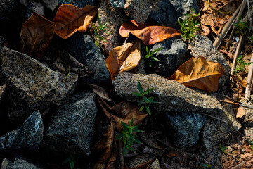 autumn leaves on the stone