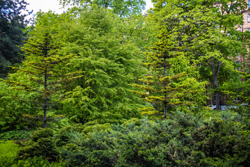 forest in the morning