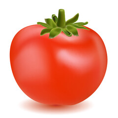 illustration of tomato vegetable on white background