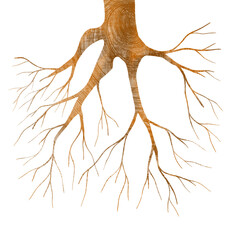 Brown root PNG
